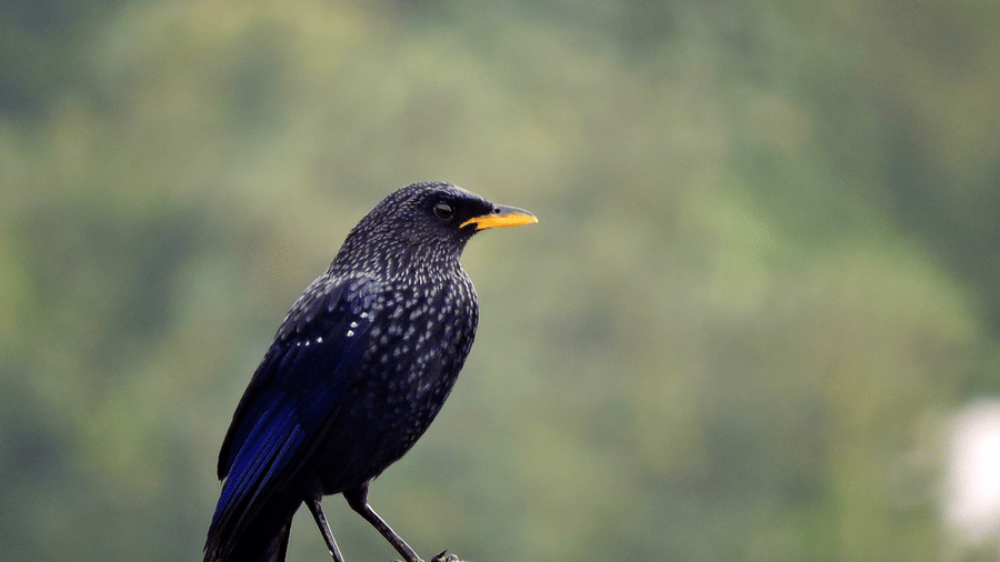Digantaa Resort Mukteshwar - 58