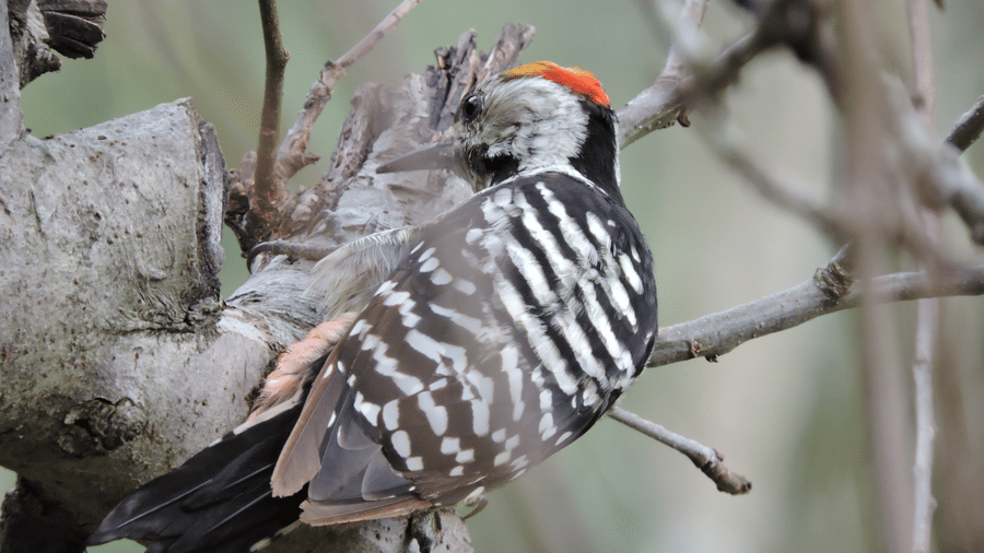 Digantaa Resort Mukteshwar - 59