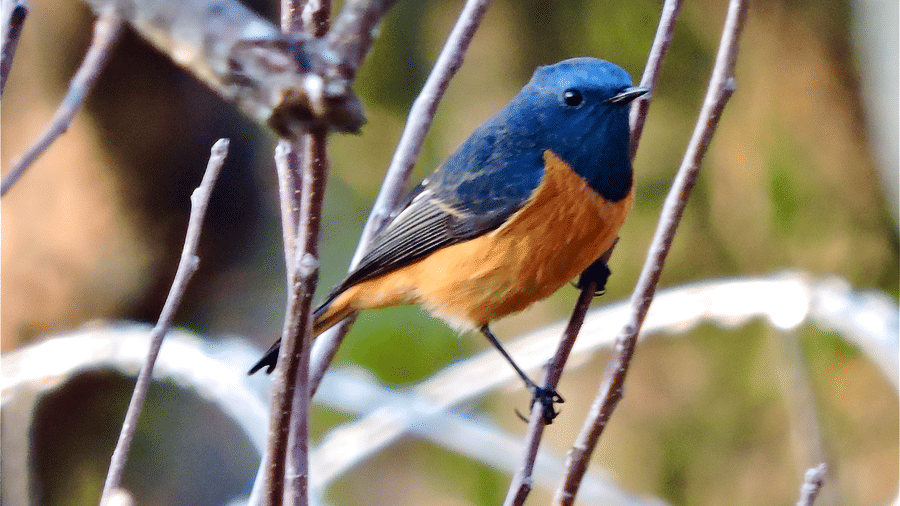 Digantaa Resort Mukteshwar - 62