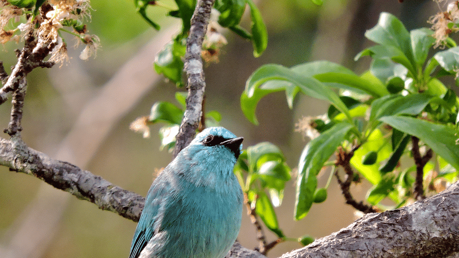 Digantaa Resort Mukteshwar - 63