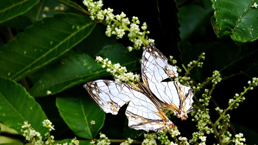 Digantaa Resort Mukteshwar - 69