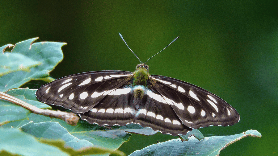 Digantaa Resort Mukteshwar - 72