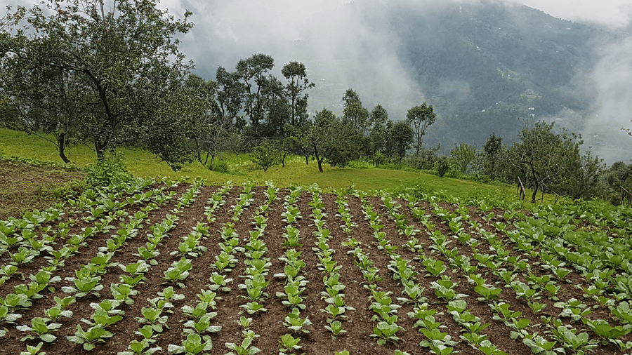 Digantaa Resort Mukteshwar - 74