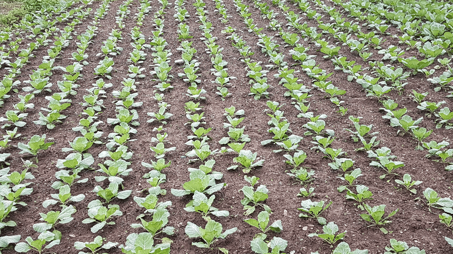 Digantaa Resort Mukteshwar - 75