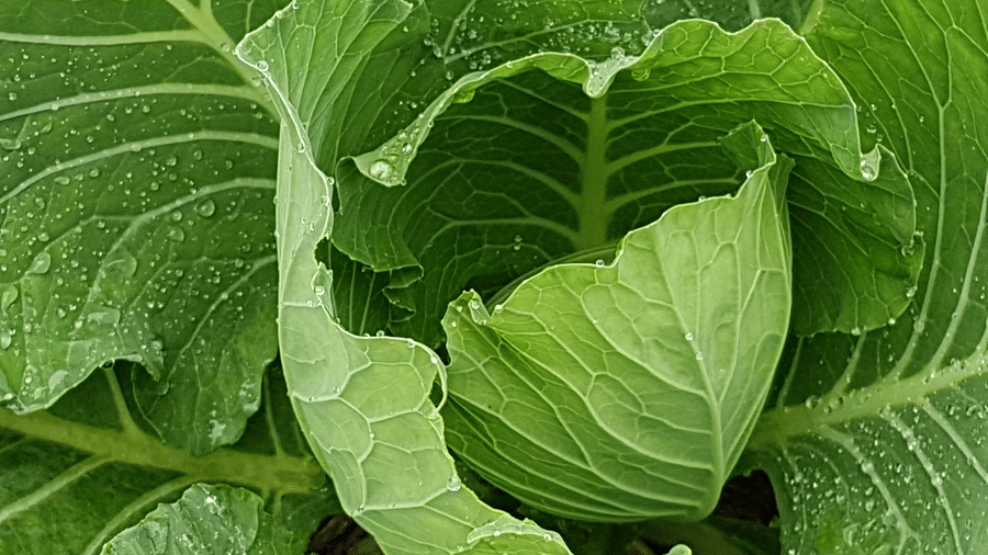 Digantaa Resort Mukteshwar - 78