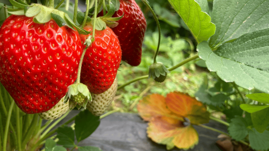 Digantaa Resort Mukteshwar - 79