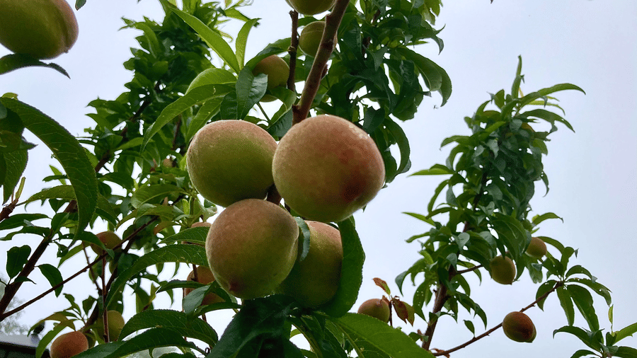 Digantaa Resort Mukteshwar - 80